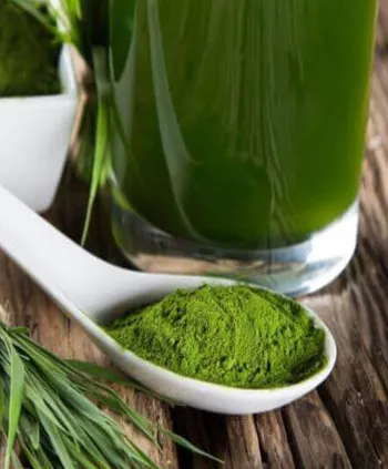 Green tea extract 95%, Manufacturer, Exporter, India